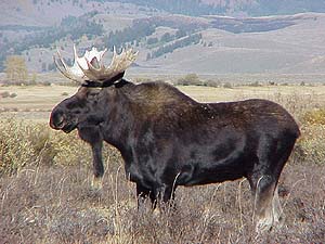 Bull moose