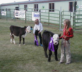 Winning calves