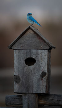 Bluebird. Photo by Tony Vitolo.