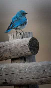 Bluebird. Photo by Tony Vitolo.