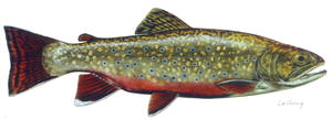 Brook trout