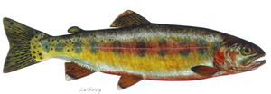 Golden trout