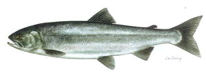 Kokanee