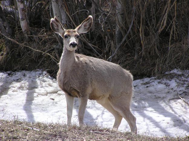 Mule Deer Buck. Photo by Pinedale Online.