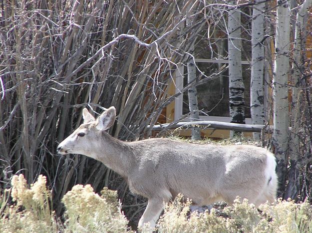 Deer by Window. Photo by Pinedale Online.