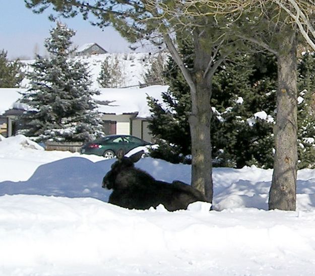 Moose in front  yard. Photo by Pinedale Online.