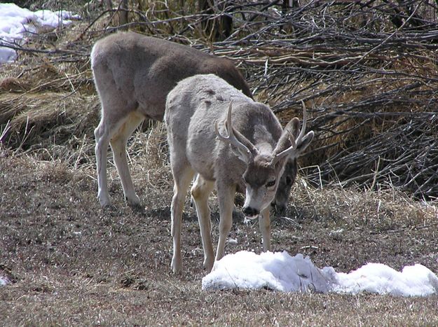 Still has Antlers. Photo by Pinedale Online.