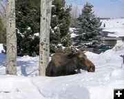 Neighborhood Moose. Photo by Pinedale Online.