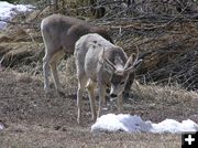 Still has Antlers. Photo by Pinedale Online.