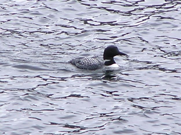 Common Loon. Photo by Pinedale Online.
