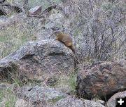 Marmot. Photo by Pinedale Online.