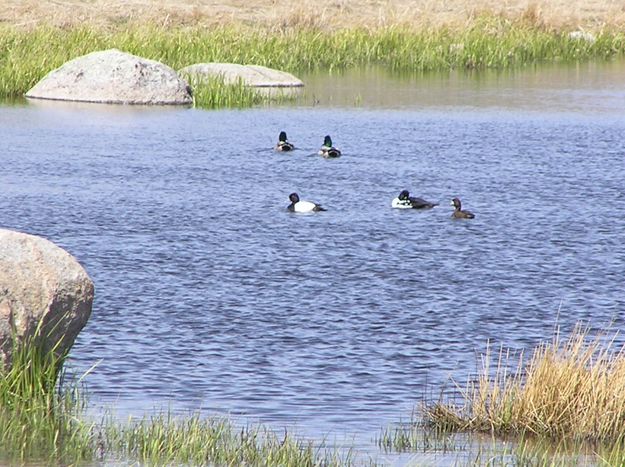 Many birds use the ponds. Photo by Pinedale Online.