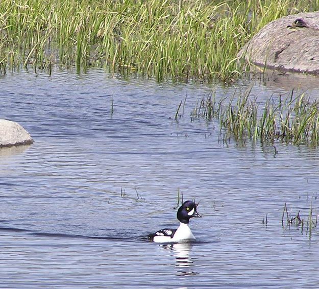 Barrows Goldeneye. Photo by Pinedale Online.