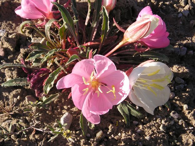 Desert Evening Primrose. Photo by Pinedale Online.