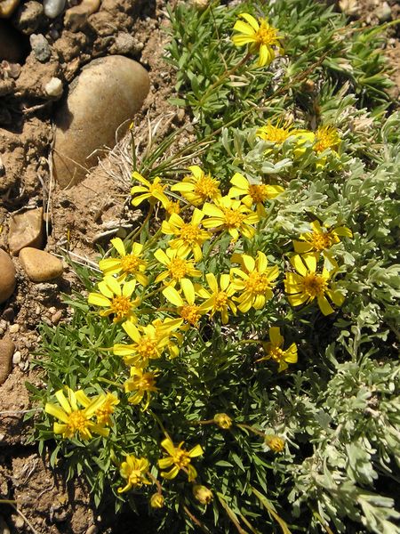 Goldenweed. Photo by Pinedale Online.