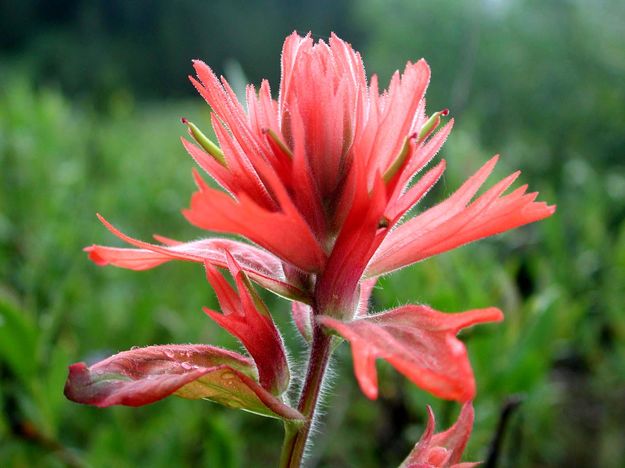 Indian Paintbush. Photo by Pinedale Online.