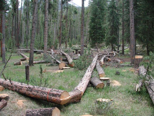 Tree Removal. Photo by Pinedale Online.