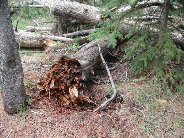 Hazard trees. Photo by Pinedale Online.