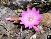 Bitterroot, or Rock Rose. Photo by Pinedale Online.