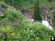 Flowers near Granite Falls. Photo by Pinedale Online.