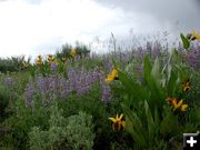 Lupine. Photo by Pinedale Online.