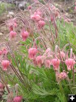 Old Man's Beard. Photo by Pinedale Online.