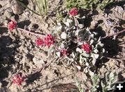 Oval Leaf Desert Buckwheat. Photo by Pinedale Online.