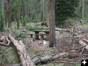 Removing hazard trees. Photo by Pinedale Online.