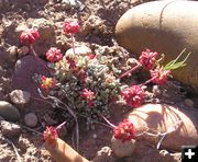 Thyme Desert Buckwheat. Photo by Pinedale Online.