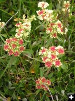 Umbrella Desert Buckwheat. Photo by Pinedale Online.