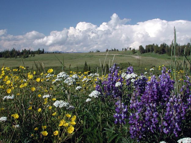 Fowers near the pass. Photo by Pinedale Online.