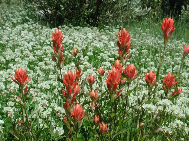 Paintbrush in White Field. Photo by Pinedale Online.