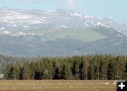 Antelope in Meadow. Photo by Pinedale Online.