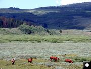 Horses on Tosi Creek. Photo by Pinedale Online.