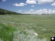 Open Meadow. Photo by Pinedale Online.