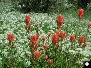 Paintbrush in White Field. Photo by Pinedale Online.