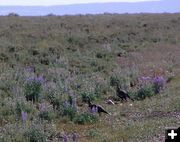 Sage Chickens. Photo by Pinedale Online.