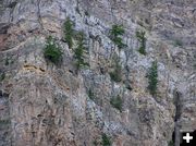 Trees cling to rocks. Photo by Pinedale Online.