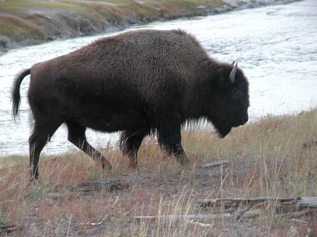 Big bison. Photo by Pinedale Online.