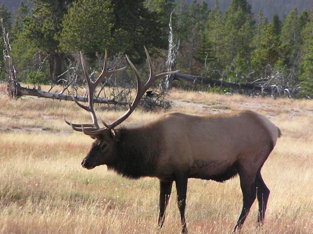 Bull Elk. Photo by Pinedale Online.