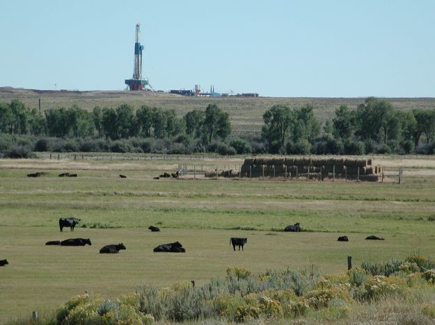 Cattle and drill rig. Photo by Pinedale Online.