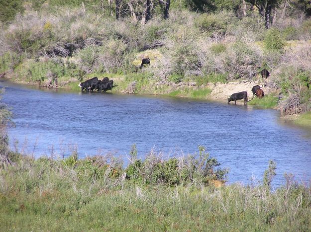 Cattle along the New Fork. Photo by Pinedale Online.