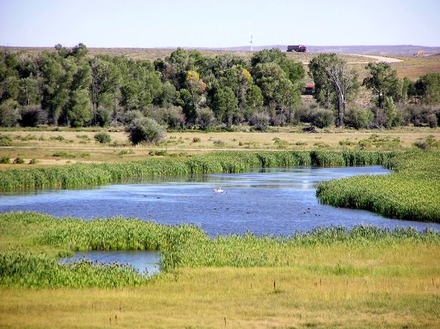 Swans and ducks. Photo by Pinedale Online.