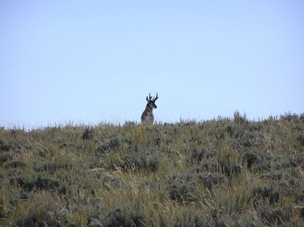 Paradise Pronghorn. Photo by Pinedale Online.