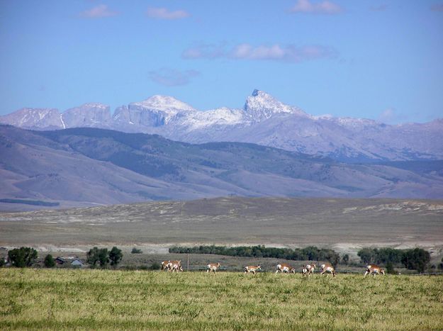 Temple antelope. Photo by Pinedale Online.