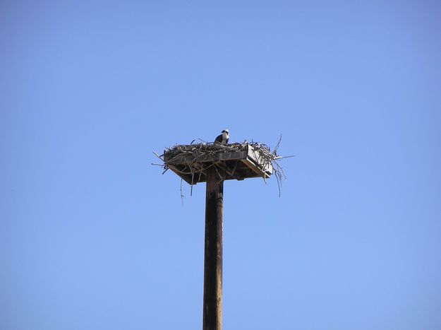 Osprey Paradise. Photo by Pinedale Online.