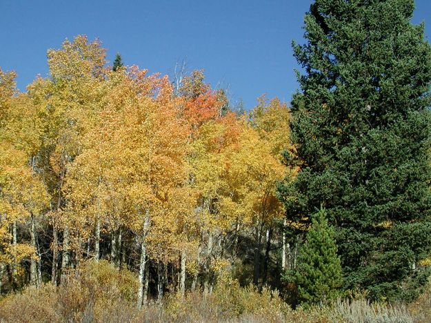 Red and Yellow Aspen. Photo by Pinedale Online.