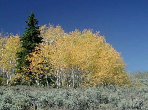 Yellow Aspen. Photo by Pinedale Online.