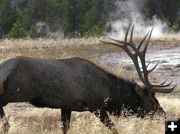 Bull Elk. Photo by Pinedale Online.