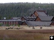 Elk and Old Faithful. Photo by Pinedale Online.